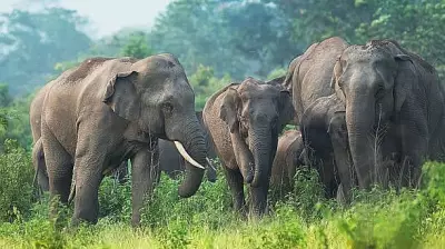 Elephants in Arunachal Pradesh Scale New Heights at 3,266 Metres