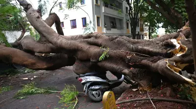 Exotic Trees Most Vulnerable to Toppling in Bengaluru Rains