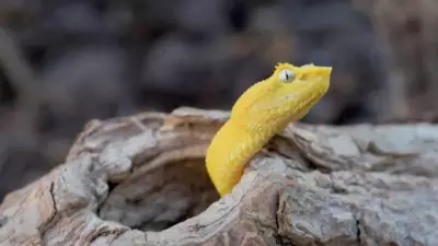 Eyelash Viper: Nature's Most Striking Snake with Rare Scales and Vibrant Colors