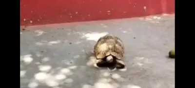 Farmer's Alertness Helps Rescue Rare Indian Star Tortoise in MP