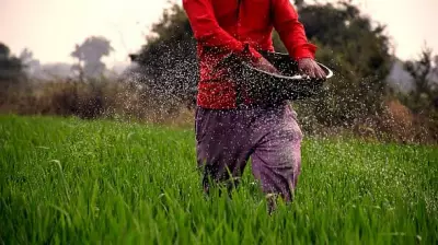 Fertiliser subsidy may exceed Rs 1.71 lakh crore budget amid West Asia crisis