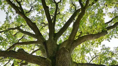 Finding Quiet Wisdom in Trees Amid a Fractured World