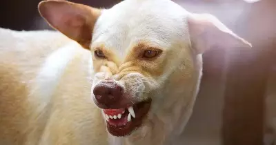 Five-month-old girl mauled to death by stray dog in Karnataka's Bidar