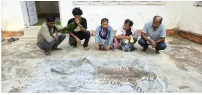 Five Poachers Arrested for Killing Leopard in Chhattisgarh's Dantewada