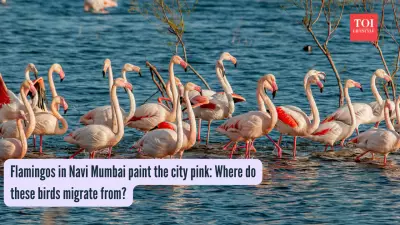 Flamingos Paint Mumbai Wetlands Pink in Delayed Seasonal Arrival