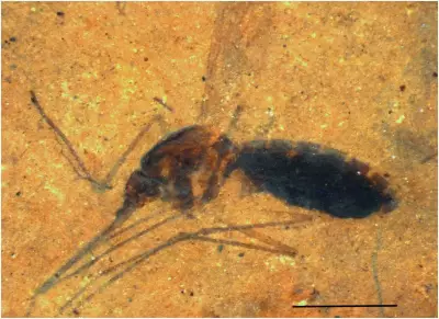 Fossil Mosquito with Blood Meal Found in Montana Shale