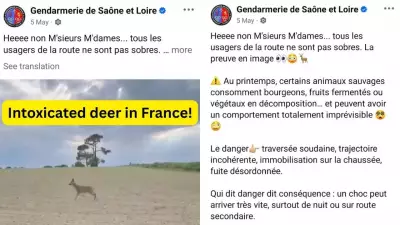 France warns drivers of drunk deer after fermented fruit consumption