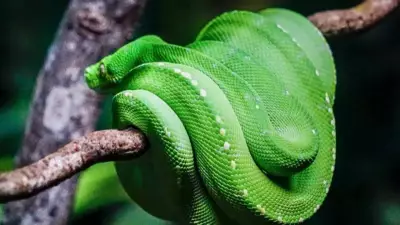 From Vine Snakes to Mambas: 8 Green Snakes You Should Know About