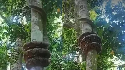 Giant Indian Rock Python Climbing Tree Goes Viral, Amazes and Terrifies Viewers