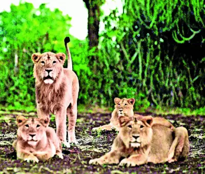 Gir Lion Cubs Deaths: 8 Die in Week, 10km Zone Isolated