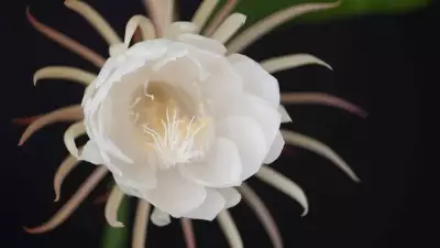GK Fact of the Day: 8 Stunning Plants That Bloom Only at Night After Sunset