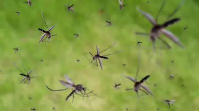 Google to Release Millions of Mosquitoes in California and Florida