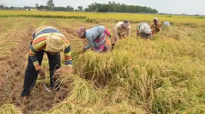 Govt Raises Paddy MSP by Rs 72 to Rs 2,441/Quintal for 2026-27