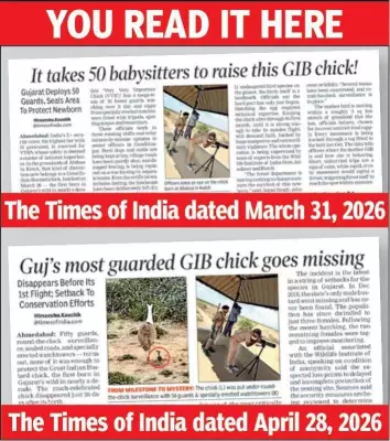 Great Indian Bustard Chick Feared Dead in Gujarat's Naliya Grasslands