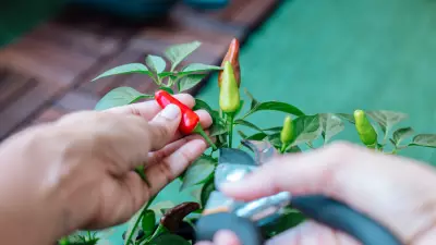 Grow Chillies in Grow Bags: Tips for Maximum Harvest at Home