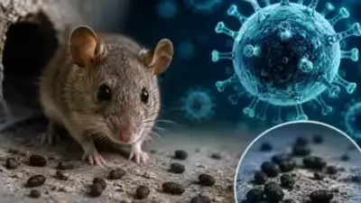 Hantavirus Alert: Kitchen Mistakes That Attract Rodents and Invite Rats Indoors