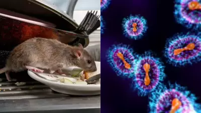 Hantavirus Outbreak on Dutch Cruise Ship: WHO Confirms Cases, Tracing Underway