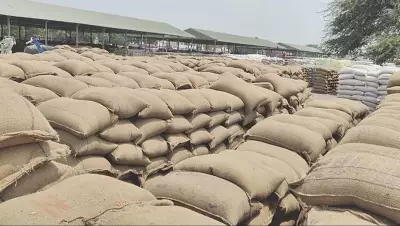 Heat Reduces Wheat Bag Weight in Fazilka Grain Markets Due to Moisture Loss