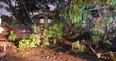 Heavy Rain Lashes Bengaluru, Uproots Over 50 Trees