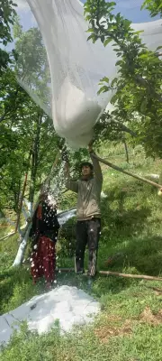 Himachal Apple Belt in Shimla Hit Hard by Early Hailstorms