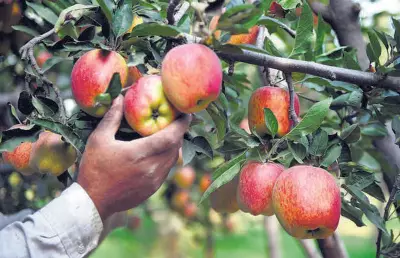 Himachal apple growers face 70% crop loss due to hailstorms