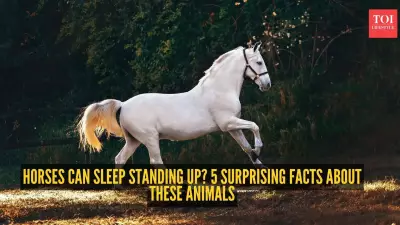 Horses Can Sleep Standing Up? 5 Surprising Facts About These Animals