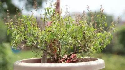 How a ₹100 Balcony Setup Can Grow Herbs for Daily Cooking