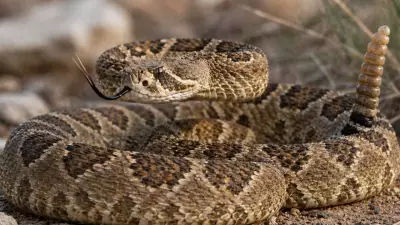 How Snakes Survive Months Without Food Through Unique Adaptations
