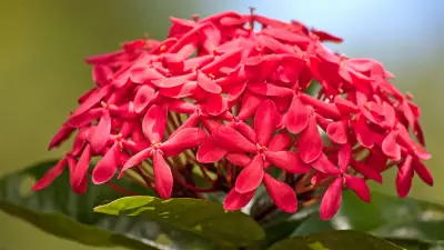 How to Grow Butterfly-Friendly Native Plants in Indian City Home Gardens