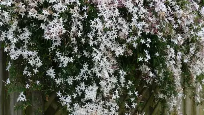 How to Grow Fragrant Jasmine on Your Indian Balcony