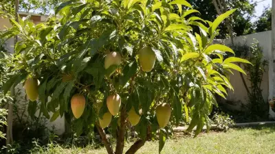 How to Grow Mango Plant in a Pot: Step-by-Step Guide for Beginners