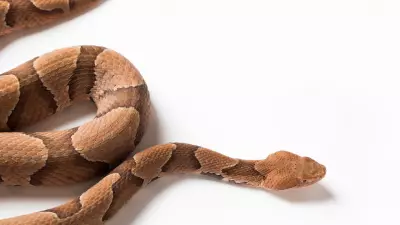 How to Identify a Copperhead Snake in Your Home and Garden