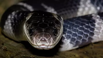 How to Identify a Deadly Krait Snake: Key Signs and Symptoms