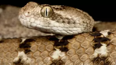 How to Identify a Saw-Scaled Viper: Features, Habitat, and Behavior