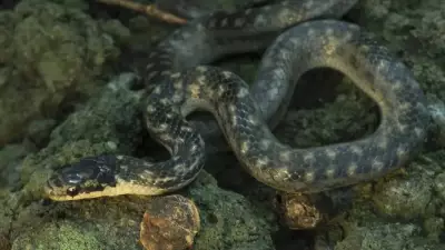 How to Identify the St Lucia Racer: One of the World's Rarest Snakes