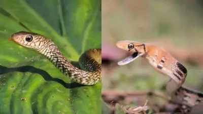 How to Tell Rat Snakes and Copperheads Apart: Key Differences