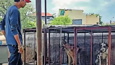 Illegal Animal Confinement and Breeding Found in Secunderabad Cemetery
