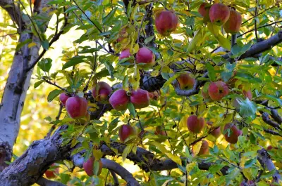 India-New Zealand FTA Sparks Alarm in Himachal's Apple Belt
