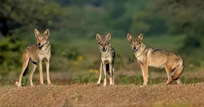 India's Forgotten Wildlife: A Silent Struggle for Survival