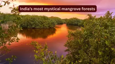 India's Mystical Lesser-Known Mangrove Forests You Must Explore