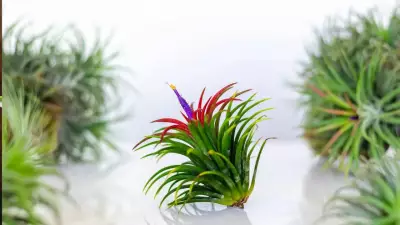 Indoor Plants That Grow Without Soil: Top 6 Low-Maintenance Options
