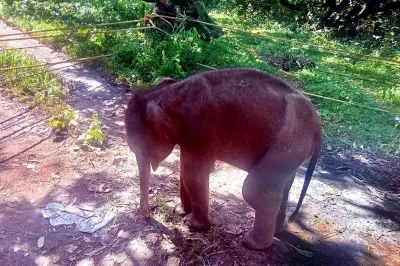 Injured Elephant Calf Reunited with Mother in Tenkasi Forest