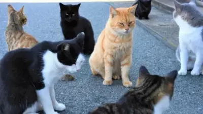 Inside the World's Most Famous Cat Islands You Won't Believe Exist