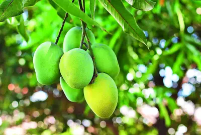 Intense Summer Heat Affecting Mango Quality in Telangana