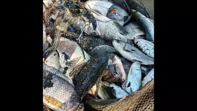 Invasive Fish Species Threaten Goa's Native Aquatic Life in Wetlands