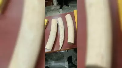 Ivory Trafficking Ring Busted in Karnataka Amid Global Wildlife Crackdown