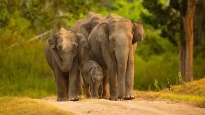 Karnataka Forest Department to Conduct Elephant Driving Operation on May 23