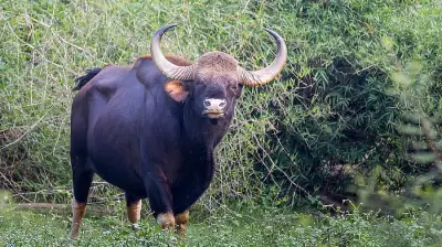 Karnataka: Indian Gaur Captured in Trial Operation at Koppa Estate