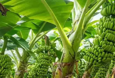 Kaushambi Farmers Shift to Organic Banana Cultivation Along Ganga