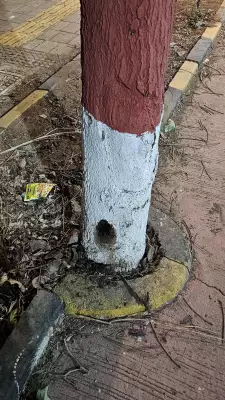 KDMC Probes Tree Destruction Attempt Using Drill and Poison Method in Kalyan